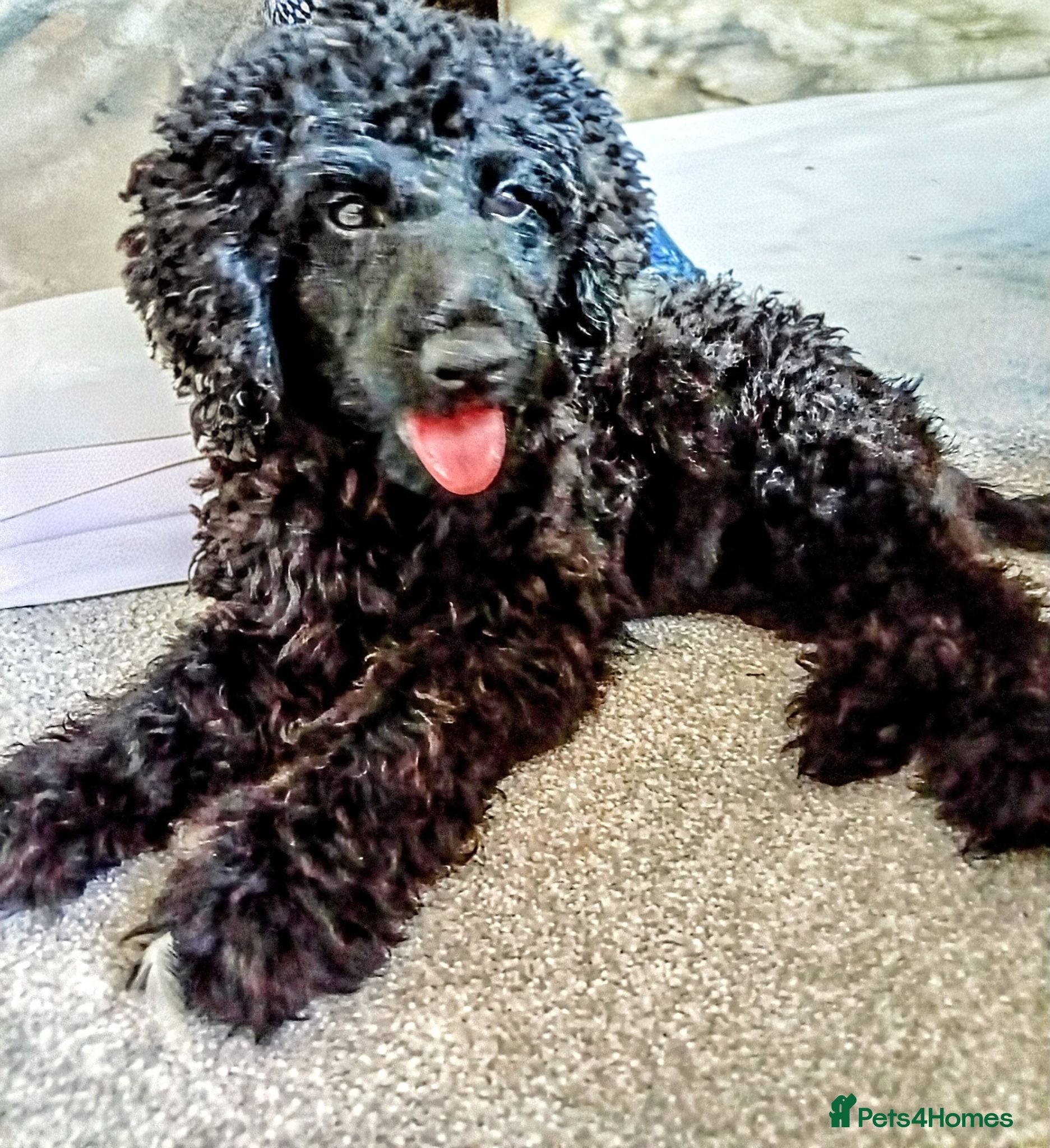 Mini Goldendoodle dogs Beautiful MINI Goldendoodles - Advert 2