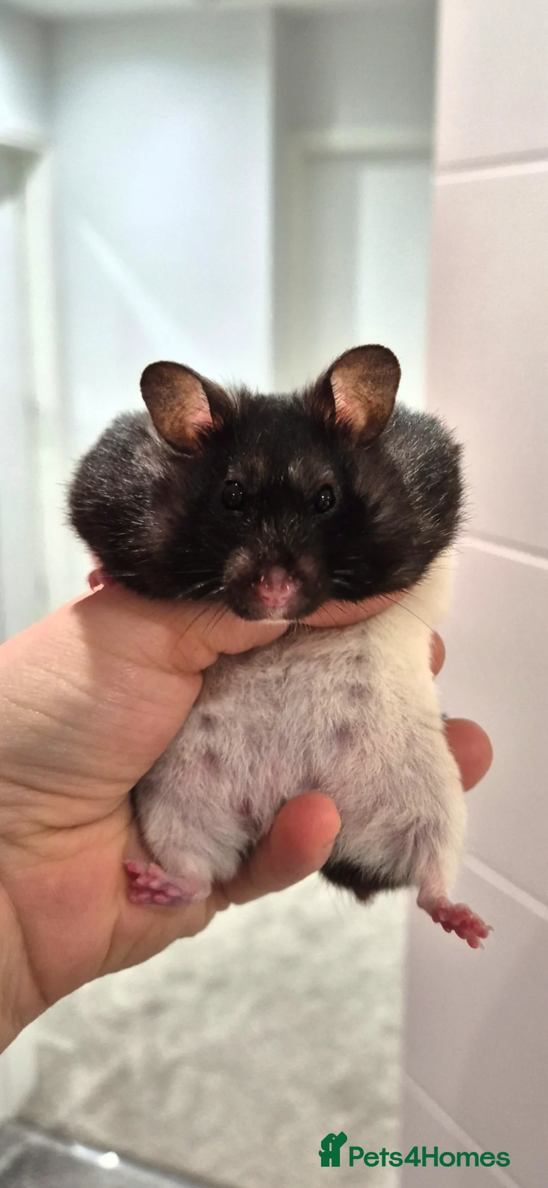 Hamster rodents for sale: Molly, Black & White Syrian Hamster - Advert 2