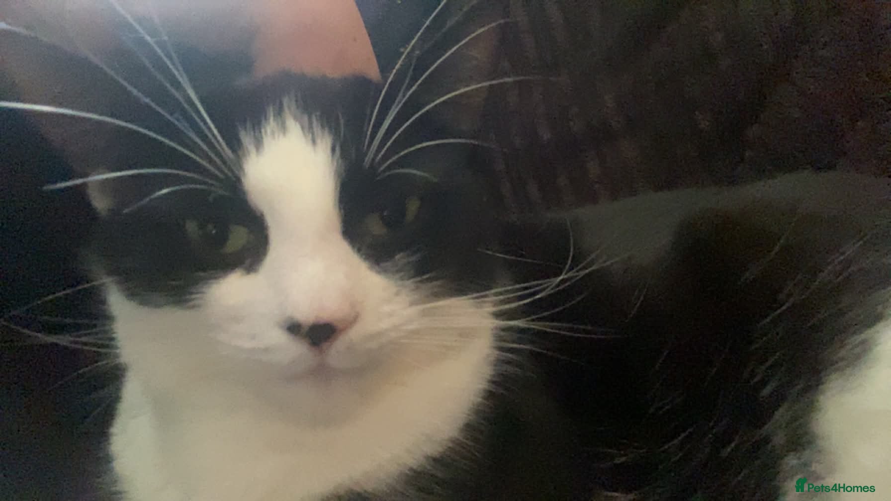 Domestic Shorthair cats Lovely home required  - Advert 1