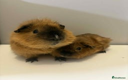 Guinea Pig rodents for sale: 2x male Guniea pig  - Advert 1