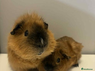 Guinea Pig rodents 2x male Guniea pig - Advert 1