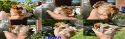 Guinea Pig rodents for sale: Guinea Pigs - Ready Now - Advert 6