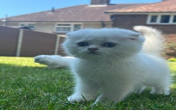 Scottish Fold cats for sale: Scottish Kittens – Fold & Straight – Ready Now - Image 7