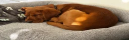 Labrador Retriever dogs for sale: Fox Red Labrador seeking forever loving home - Advert 4