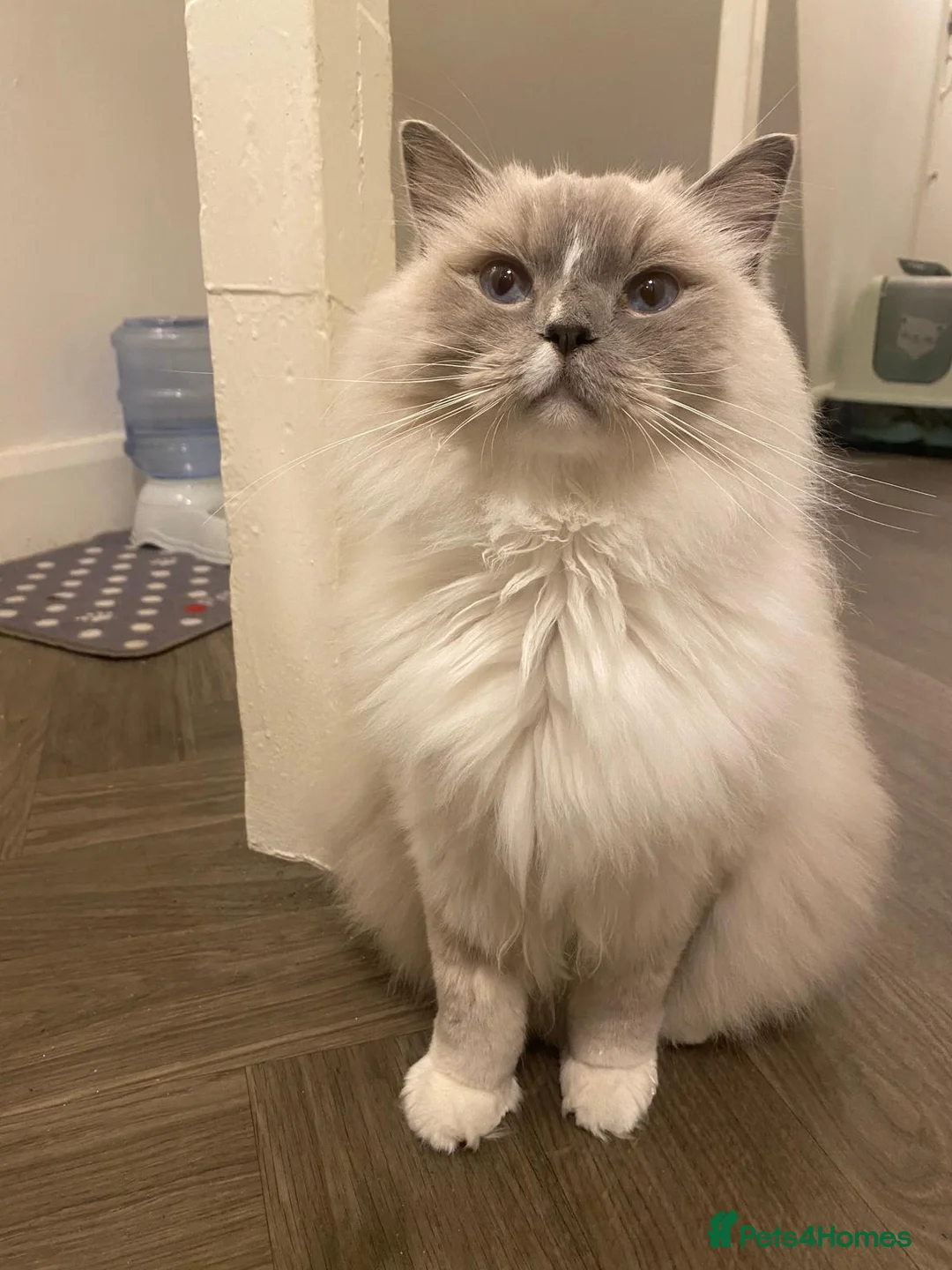 Ragdoll cats for sale: Gccf ragdoll male - Advert 1