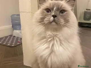 Ragdoll cats Gccf ragdoll male - Advert 1