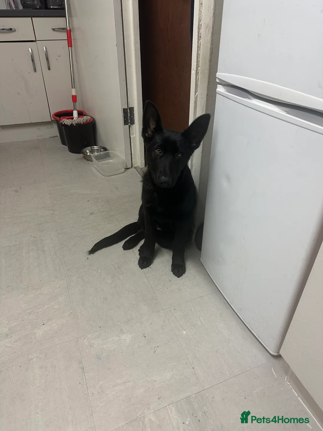 German Shepherd dogs for sale: German Shepherd - Advert 2