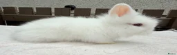 Lionhead rabbits for sale: Doublemane lionheads in Saltash - Advert 14