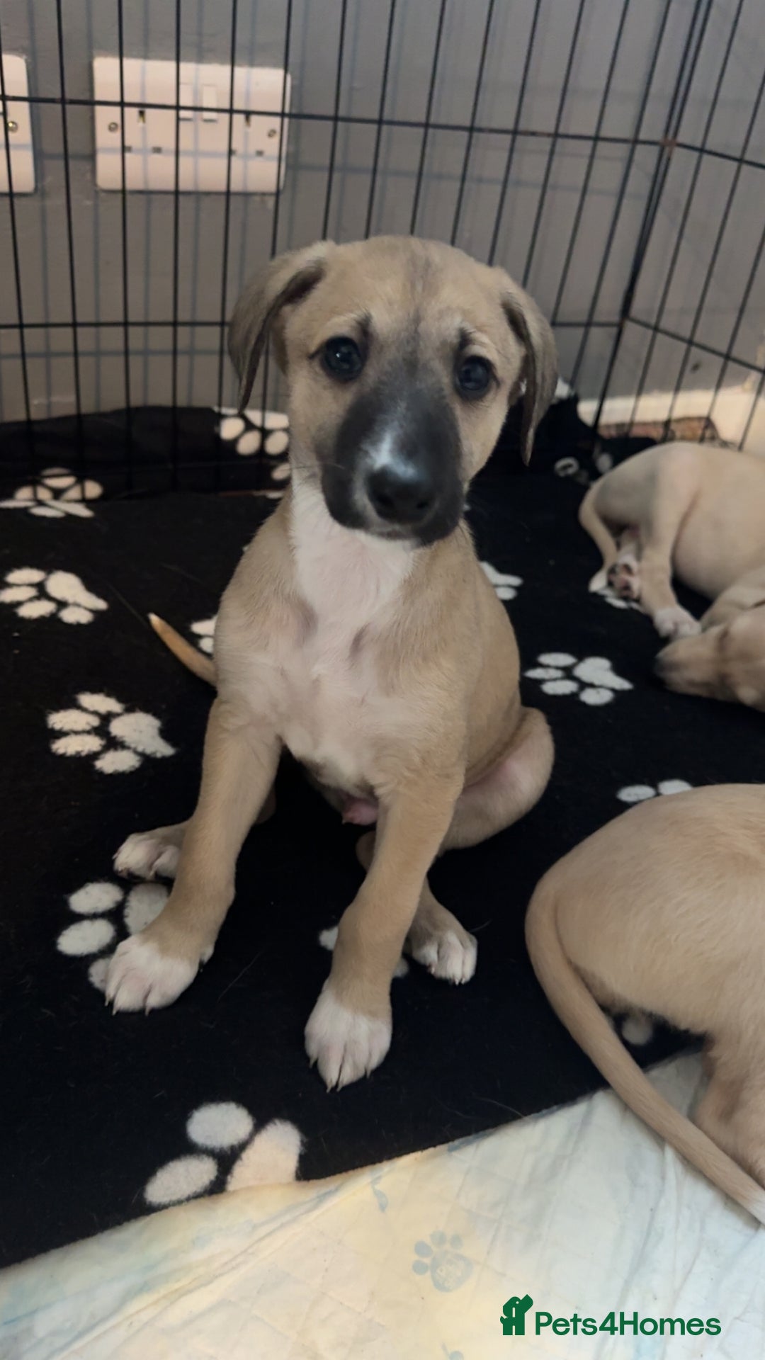 Lurcher dogs for sale: Saluki x Lurcher Pups - Image 2