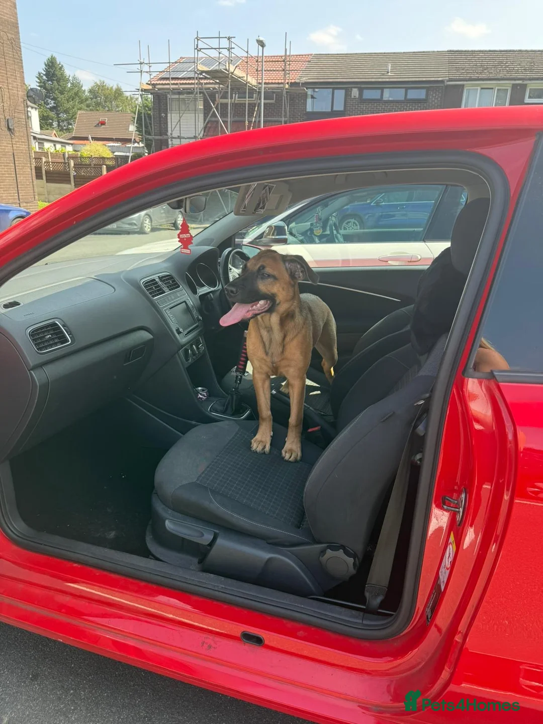 Mixed Breed dogs for sale: 10 puppy’s 6 boys 4 girls ready in 6 weeks  - Advert 15