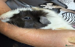 Guinea Pig rodents for sale: Adorable boar Guinea pigs ( - Image 4