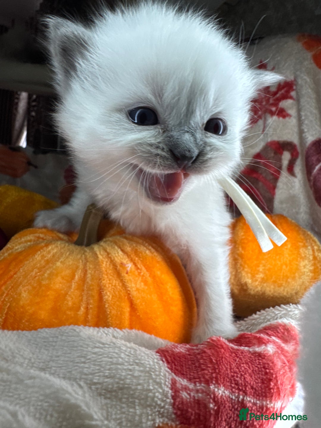 Ragdoll cats for sale: 🏆 gccf ragdoll grand champion kittens 🏆 - Image 8