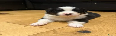 Australian Shepherd 8
