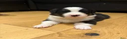 Australian Shepherd dogs for sale: Australian Shepherd Puppies - Advert 10