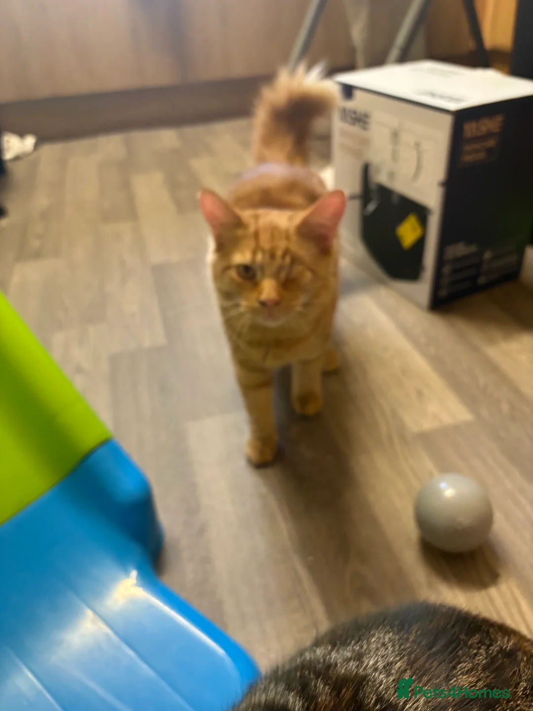 Mixed Breed cats for sale: TWO MALE BROTHERS NEEDING A NEW FAMILY - Advert 16