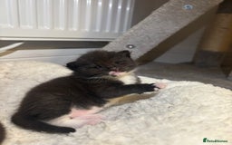 Mixed Breed cats for sale: 3 male tuxedo kittens  - Image 5