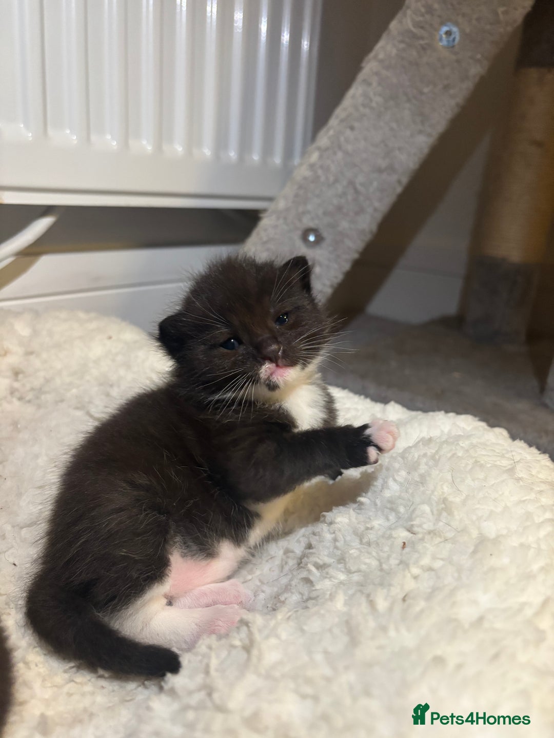 Mixed Breed cats for sale: 3 male tuxedo kittens  - Image 5