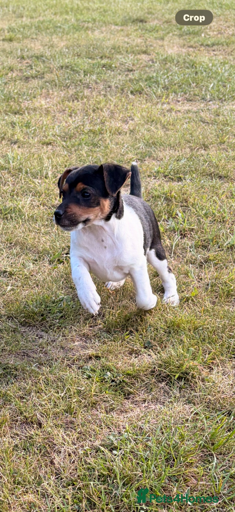 Plummer Terrier dogs Plummer terrier pups for sale - Advert 2