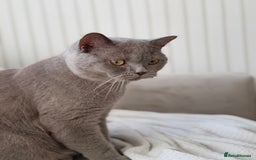 Mixed Breed cats for sale: Half Ragdoll, Half British Shorthairs  - Image 14