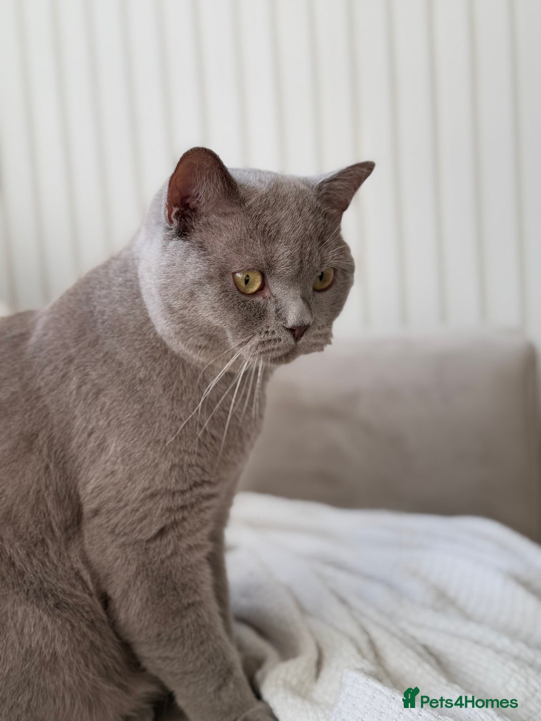 Mixed Breed cats for sale: Half Ragdoll, Half British Shorthairs  - Image 14