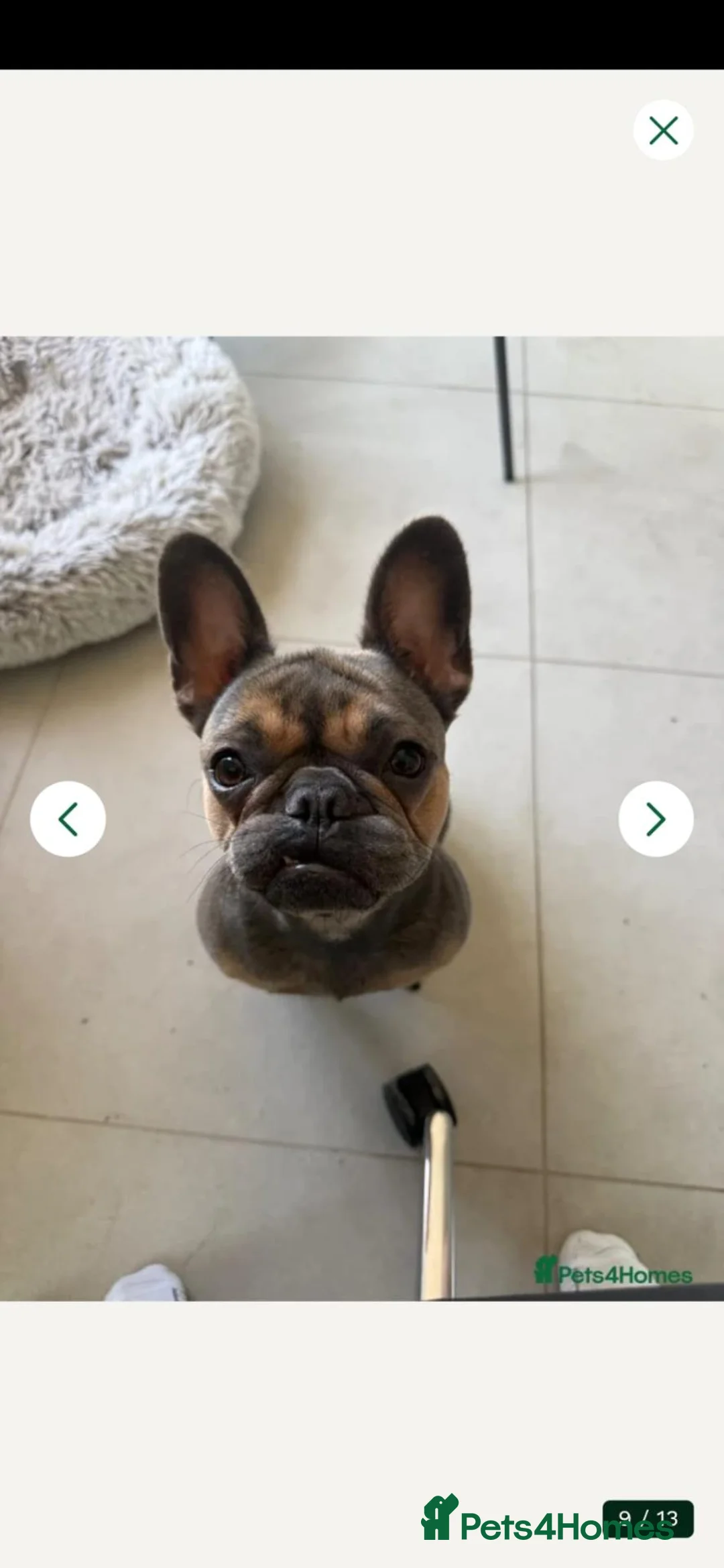 French Bulldog dogs for sale: French Bulldog  - Advert 1