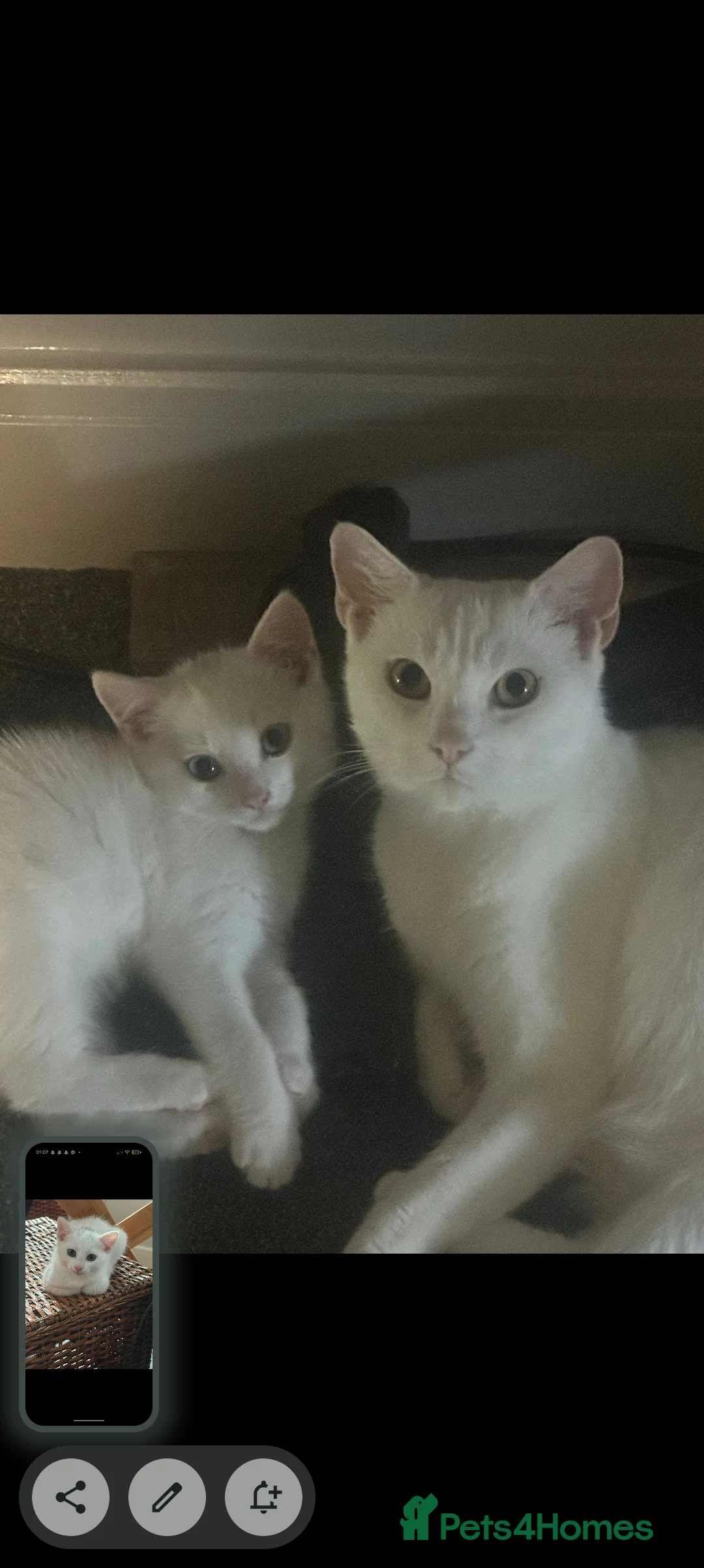 Khao Manee cats for sale: Two white kittens for sale  blue eyes mixed  - Advert 2