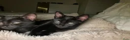 Russian Blue cats for sale: 2 cute black fluffy kittens for sale - Advert 5