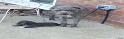Lurcher dogs for sale: Bedlington lurcher dog - Advert 2
