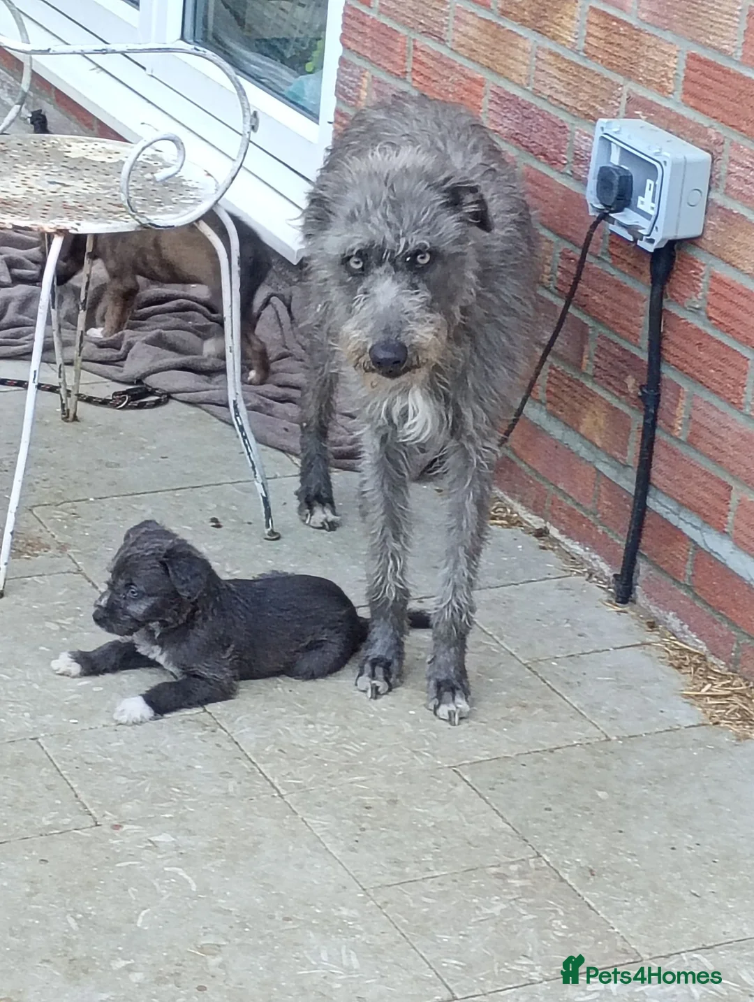 Lurcher dogs for sale: Bedlington lurcher dog - Advert 2