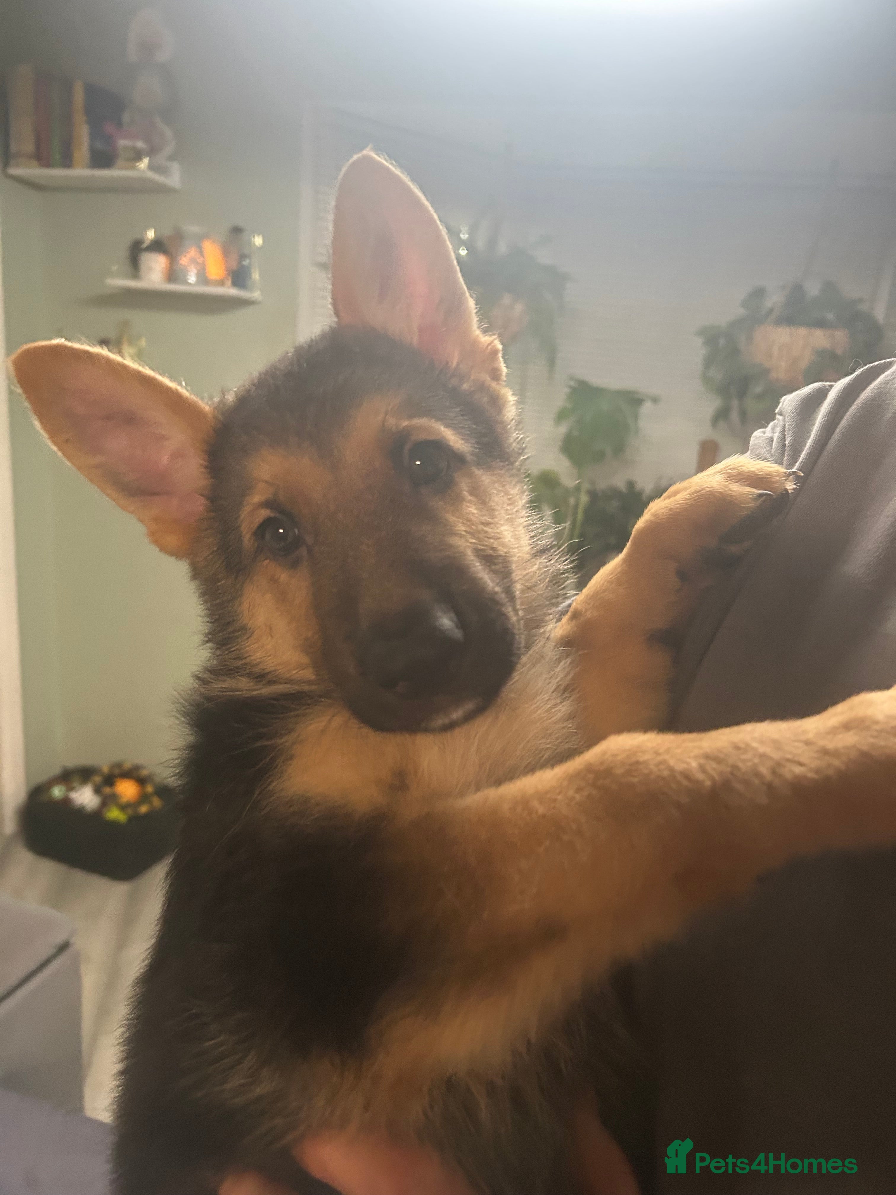 German Shepherd dogs German shepherd puppies - Advert 3