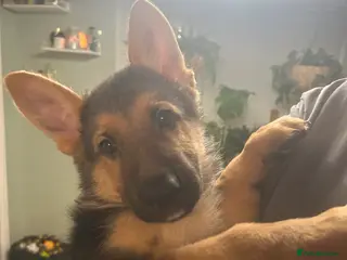 German Shepherd dogs German shepherd puppies - Advert 3