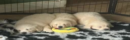 Golden Retriever dogs for sale: Stunning KC Registered Golden Retriever Puppies 🐾 - Advert 9
