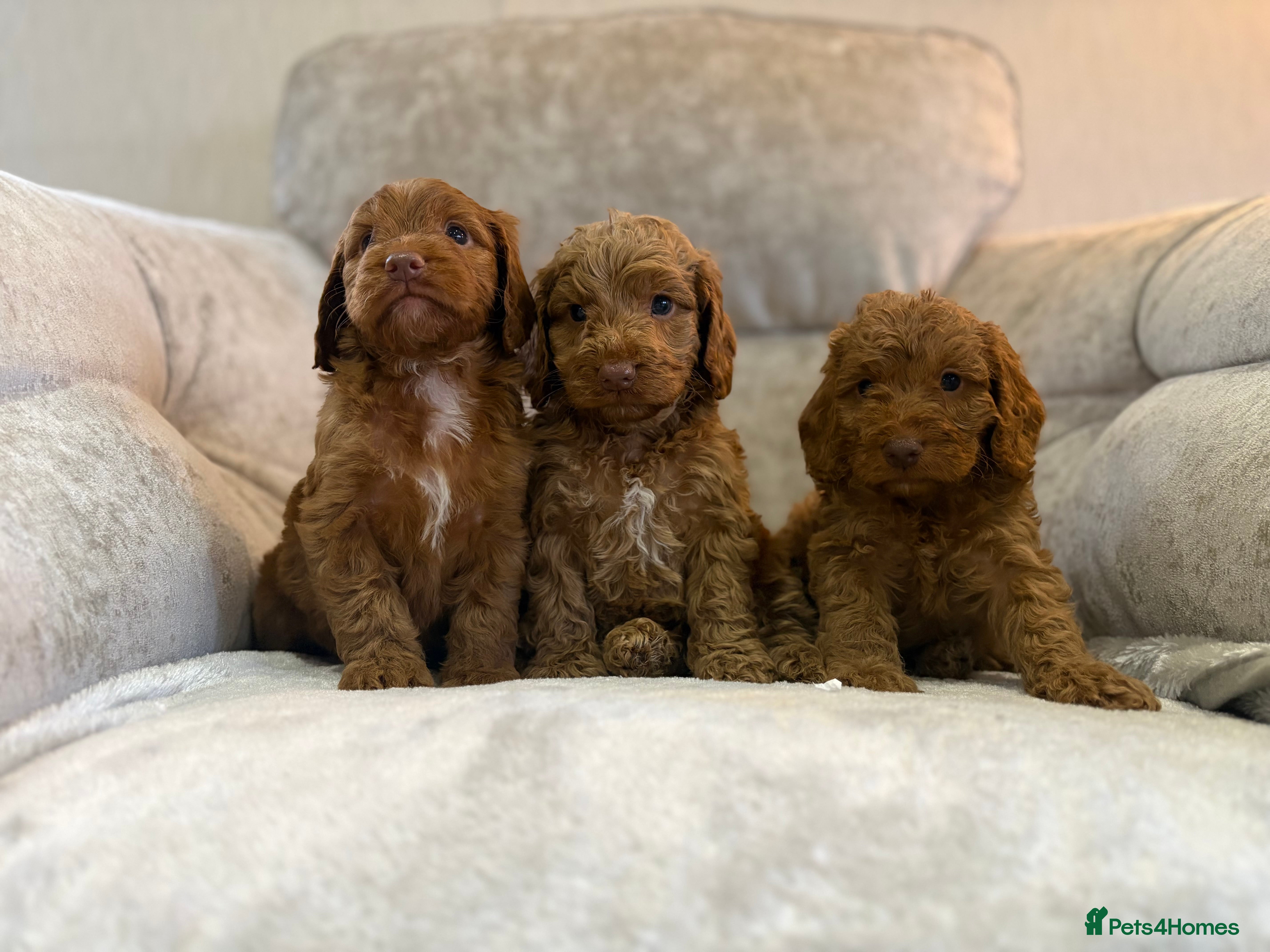 Cockapoo dogs F1 Cockapoo puppies - Advert 1