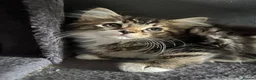 Mixed Breed cats for sale: Fluffy Kittens for sale - Advert 27