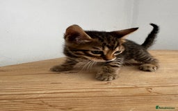 Bengal cats for sale: Mixed Bengal x Tabby - Image 21