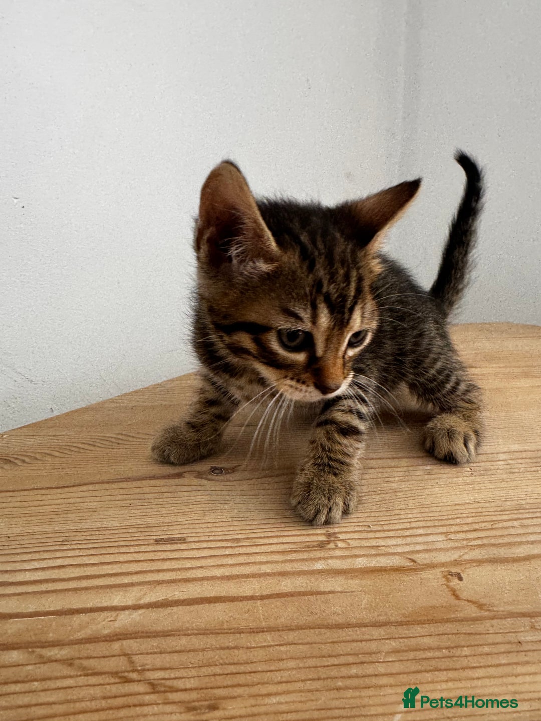 Bengal cats for sale: Mixed Bengal x Tabby - Image 21