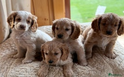Cocker Spaniel dogs for sale: My pups🐾 fection show type cocker spaniel  - Advert 8