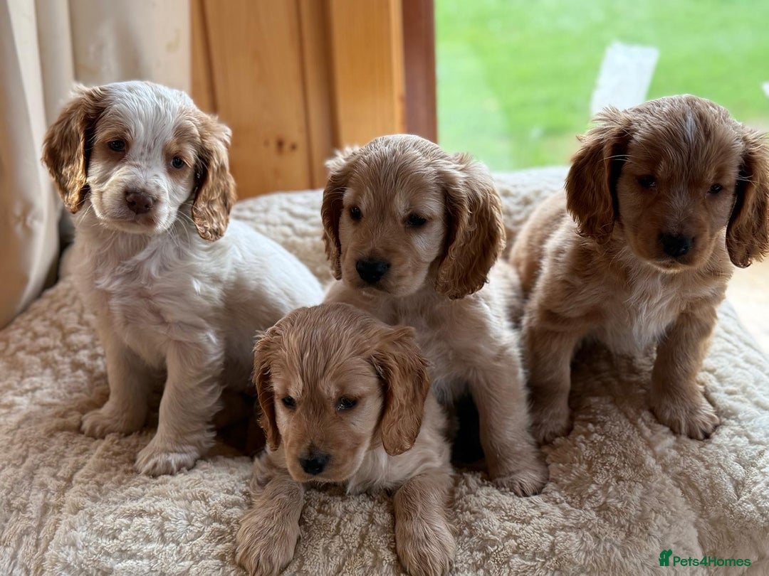 Cocker Spaniel dogs for sale: My pups🐾 fection show type cocker spaniel  - Advert 8