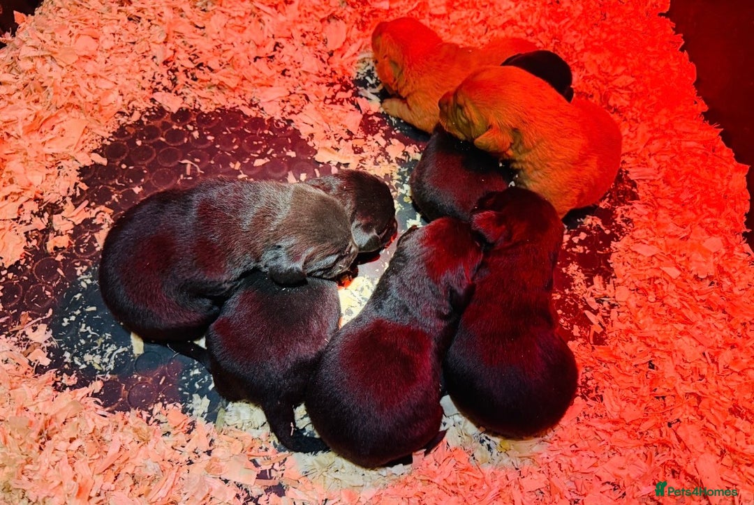 Labrador Retriever dogs for sale: KC reg. Health clear. Labrador puppies  - Advert 1