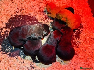 Labrador Retriever dogs KC reg. Health clear. Labrador puppies - Advert 1