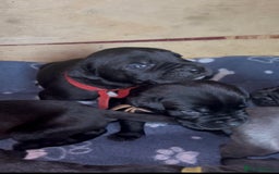 Cane Corso dogs for sale: Cane Corso first litter of puppies !! - Image 6