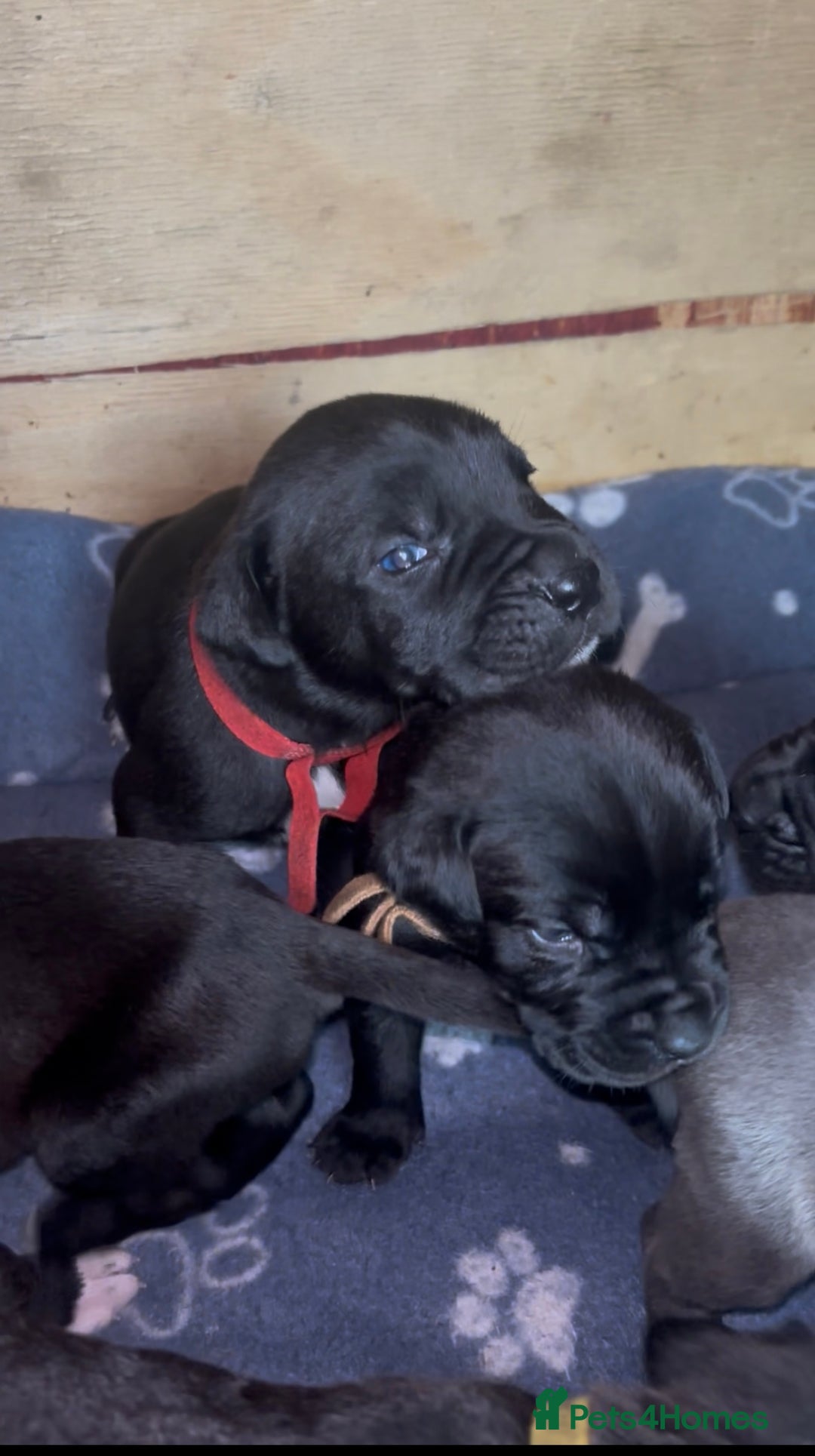 Cane Corso dogs for sale: Cane Corso first litter of puppies !! - Image 6