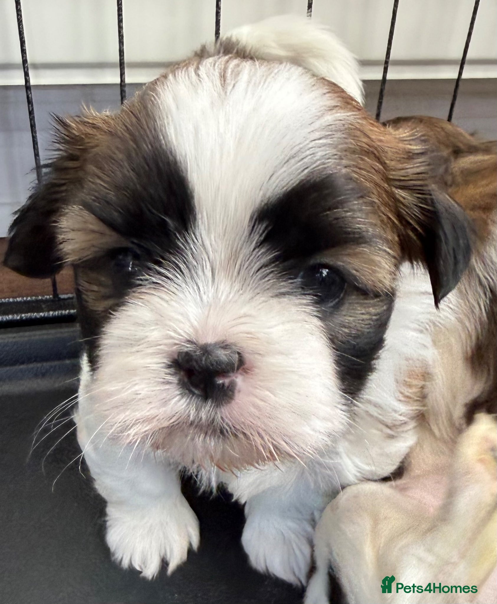 Shih Tzu dogs Purebred Shih Tzu Puppies Looking for Loving Homes - Advert 2