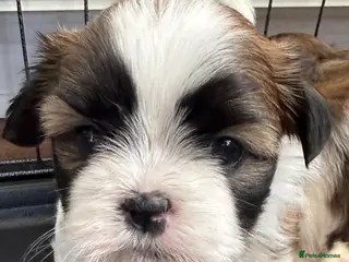 Shih Tzu dogs Purebred Shih Tzu Puppies Looking for Loving Homes - Advert 9