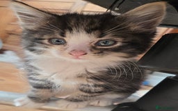 Mixed Breed cats for sale: 3 beautiful kittens - Image 13