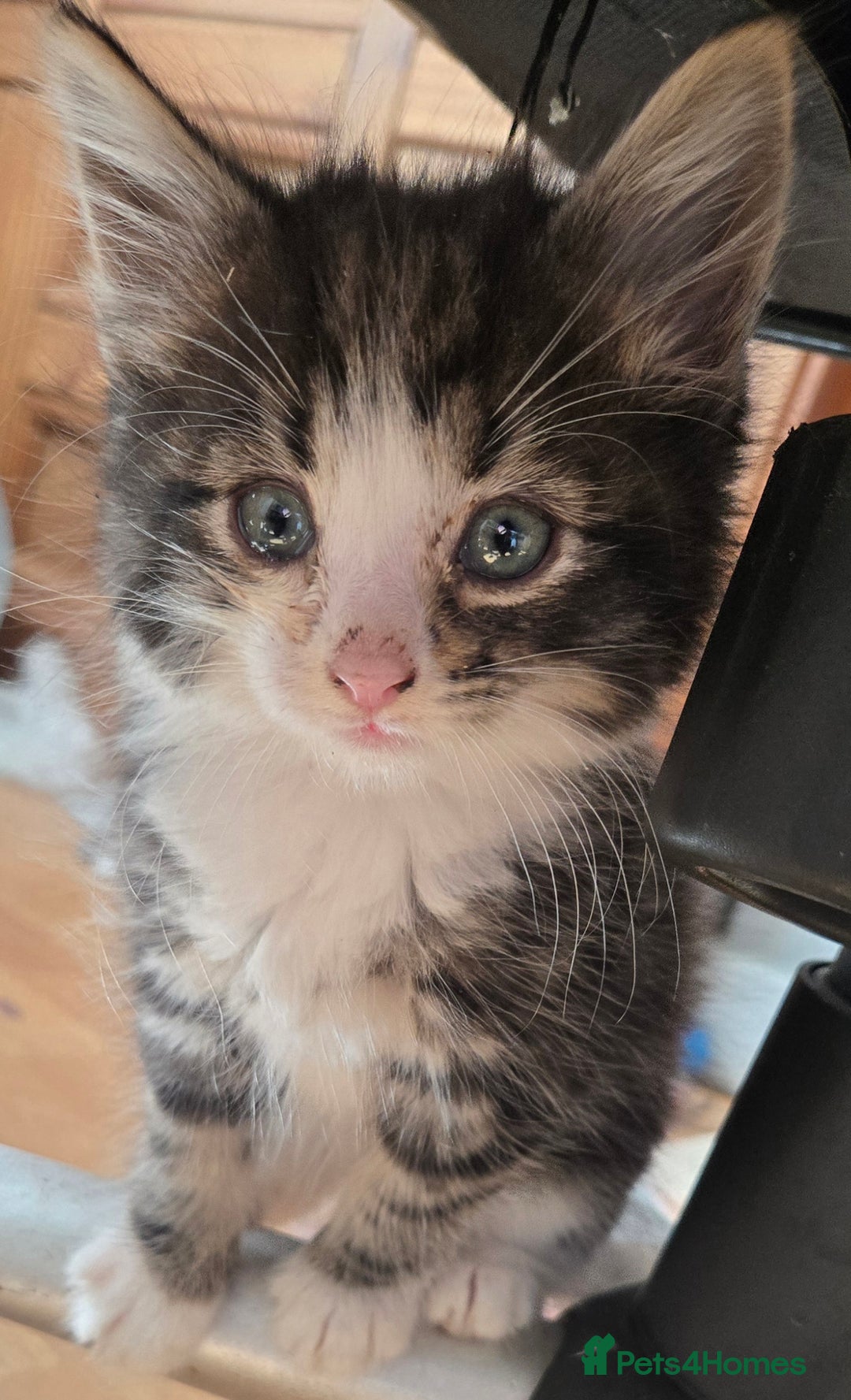 Mixed Breed cats for sale: 3 beautiful kittens - Image 13