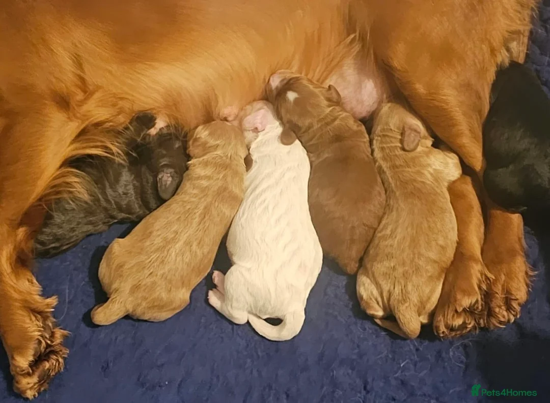 Toy Poodle dogs for stud: GRANDSON OF RICO! Health tested KC Toy Poodle Stud in Middlesbrough - Advert 13