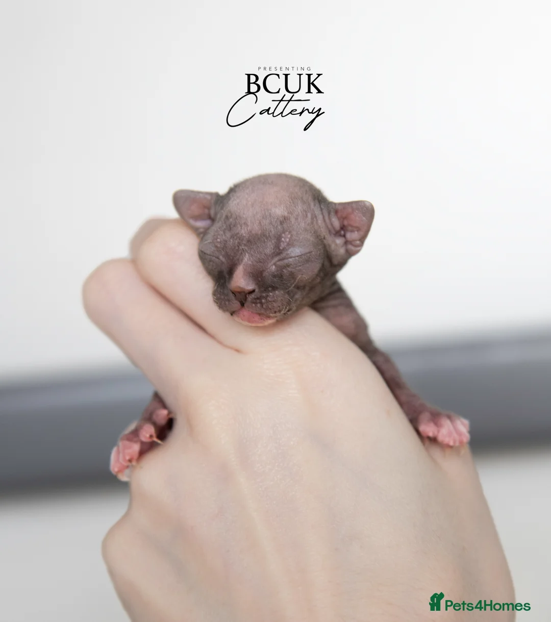 Sphynx cats for sale: Champion chocolate male Sphynx kitten  - Advert 1