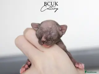 Sphynx cats Champion chocolate male Sphynx kitten - Advert 2