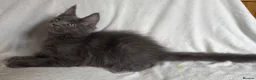 Maine Coon cats for sale: Reduced! TICA Maine Coon Kittens active possible  - Advert 18
